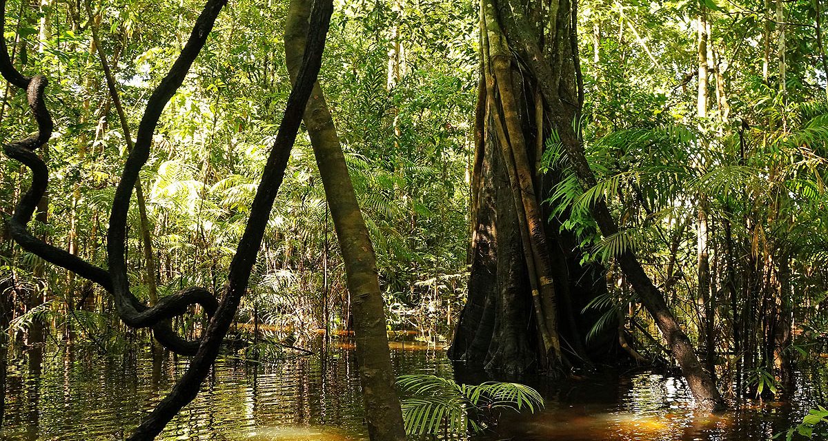 Ten Amazing Things to Do in the Amazon