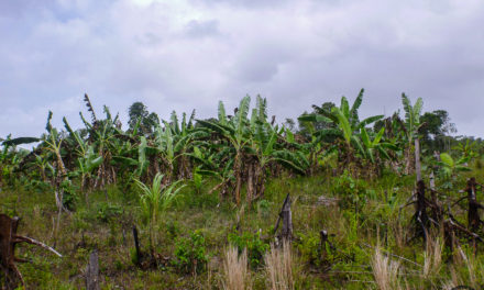 Rainforest Farm in Guyana