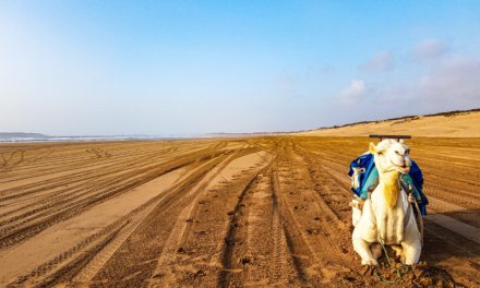 Should You Do A Camel Ride in Essaouira?