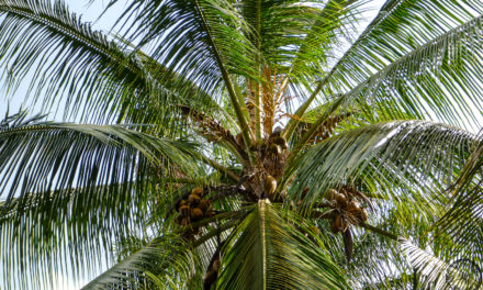 Learning to Make Coconut Oil in Guyana