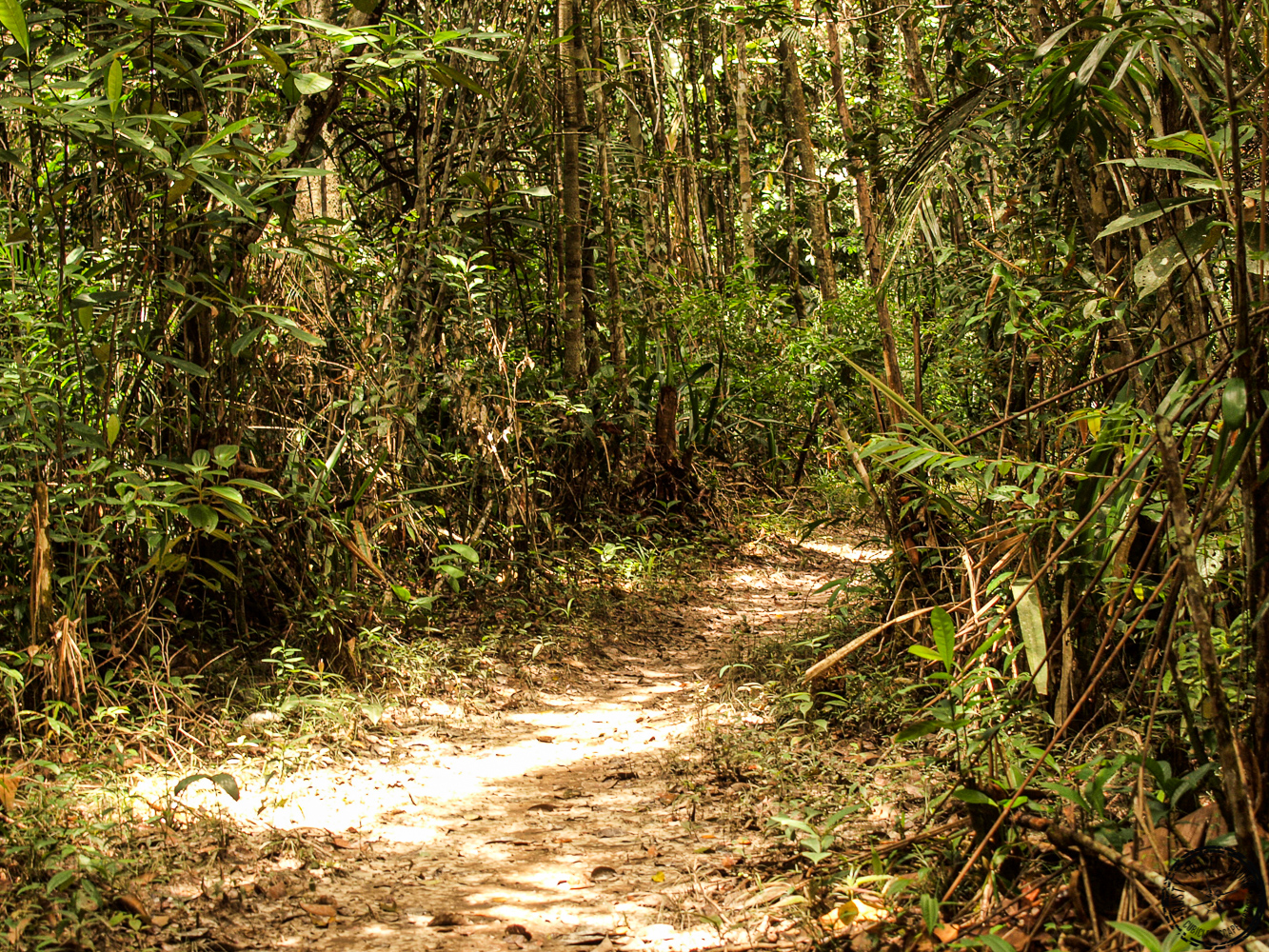 Pakuri - Savannah and Rainforest