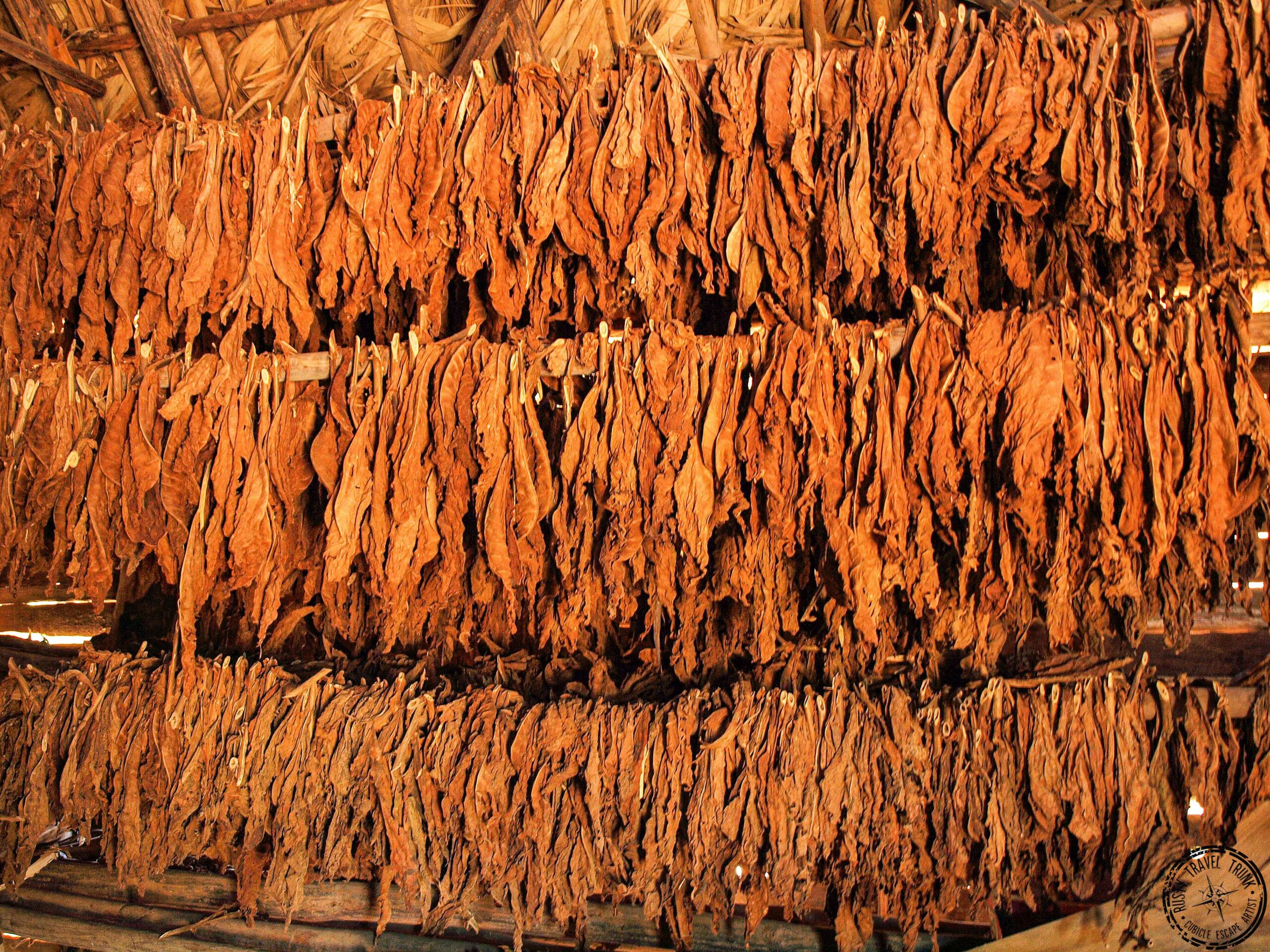 drying tobacco