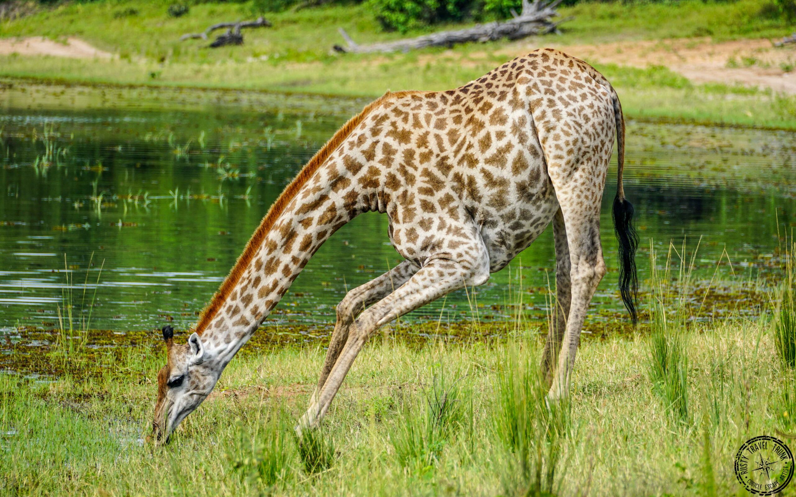 Chobe - giraffe