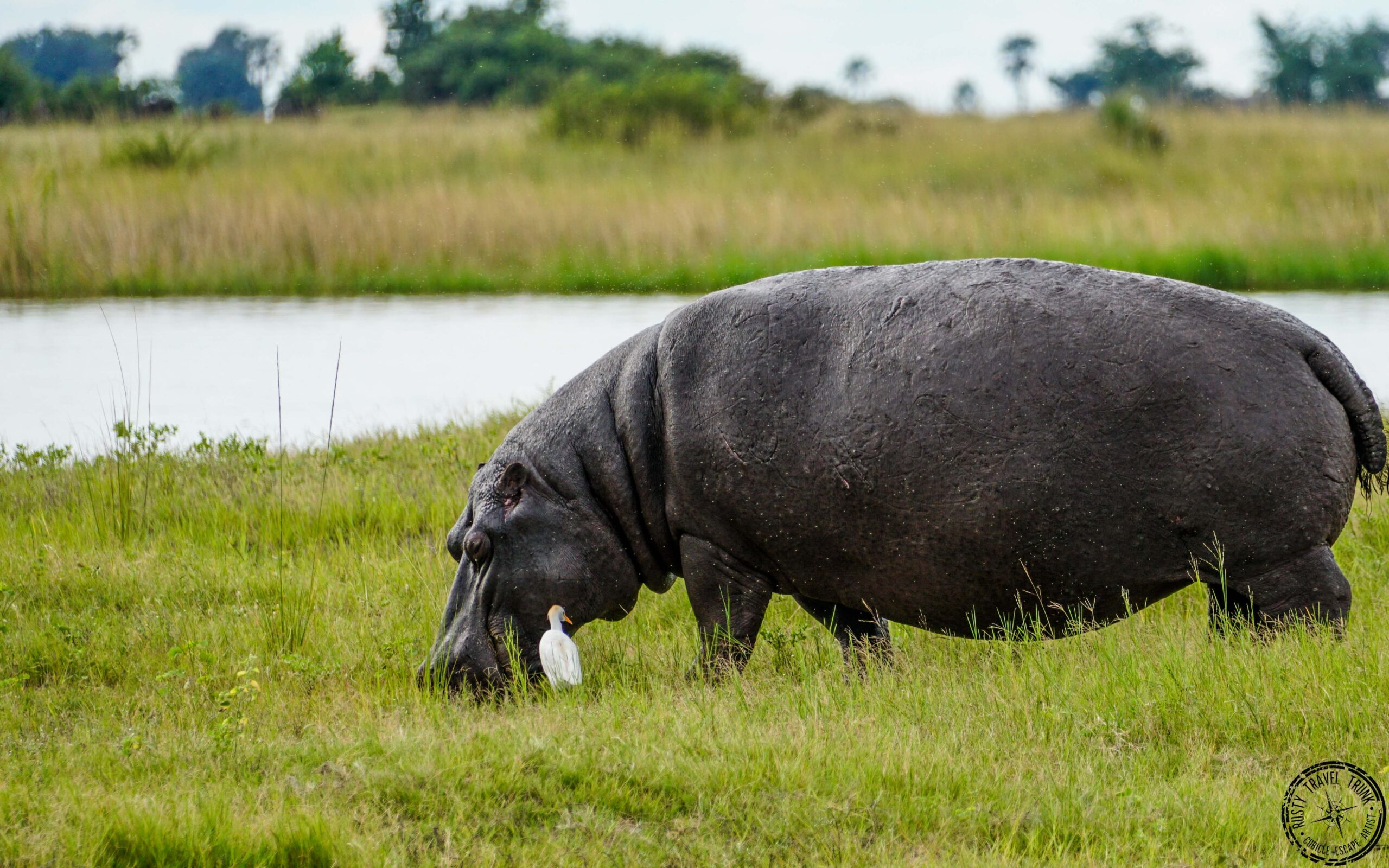 Chobe - hippos