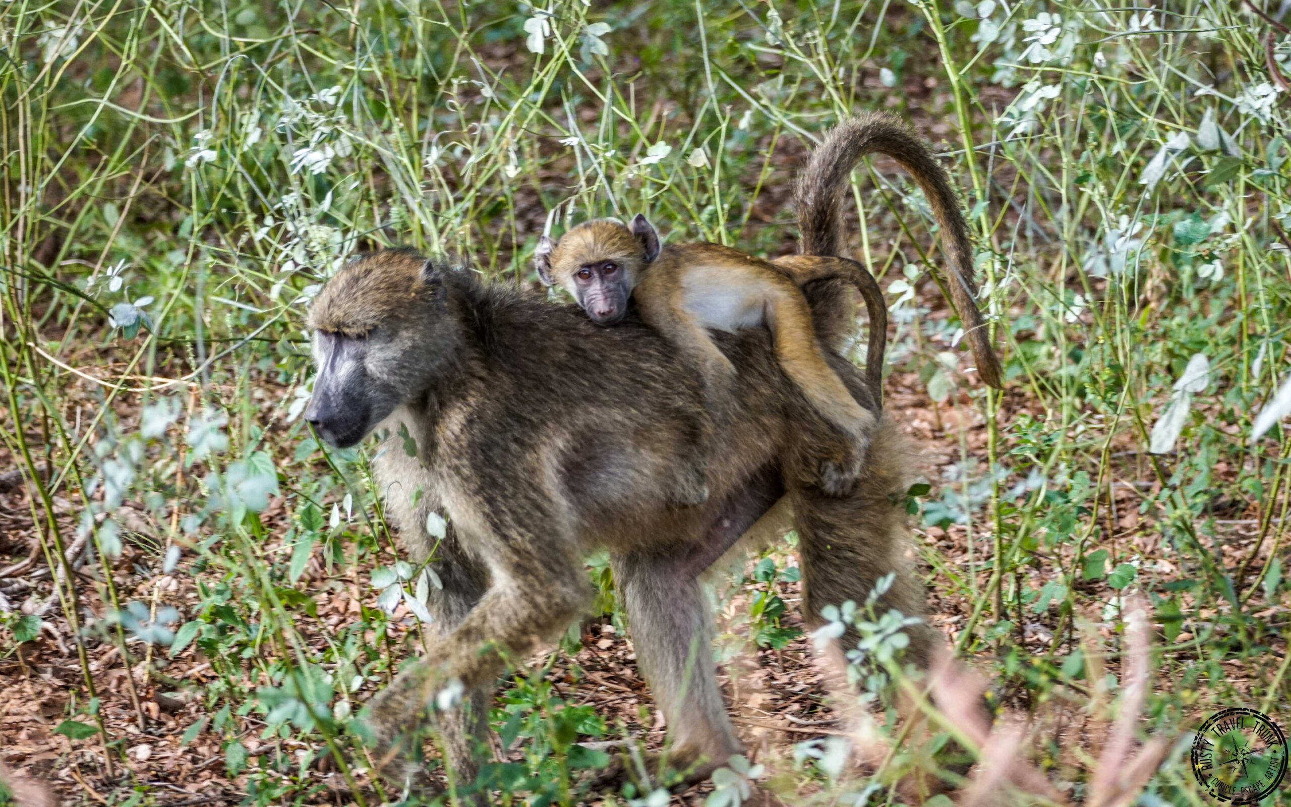 Chobe - monkeys
